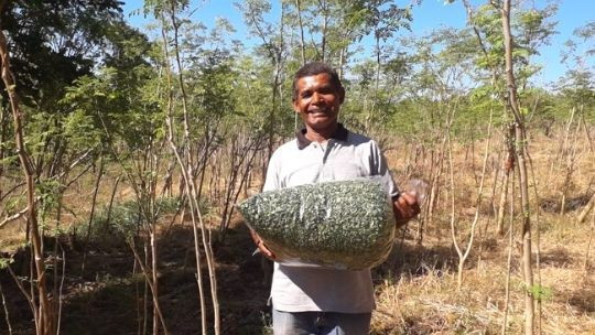 Mesin Daun Kelor Penambah Pendapatan Keluarga