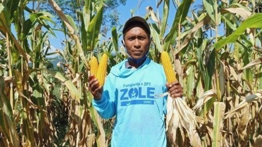 Affected by the Earthquake, Farmer Optimistic to open Corn Land