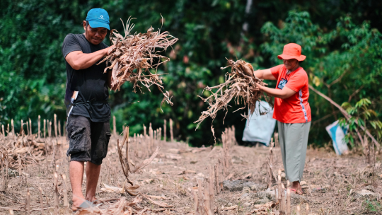 Pertanian Hijau, Memanfaatkan Residual Jagung sebagai Upaya Adaptasi Iklim